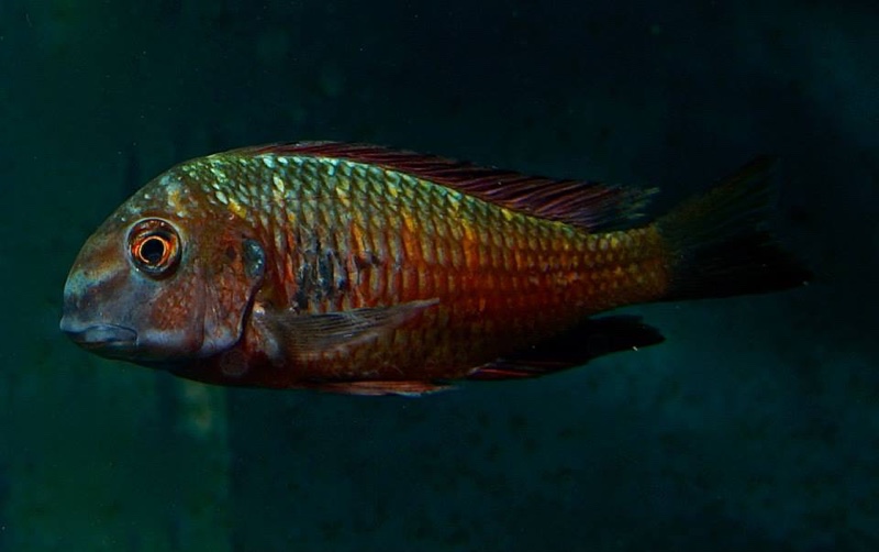Tropheus sp. 'red' Cape Kipimbi